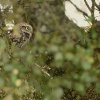 Sycek obecny - Athene noctua - Little Owl 4481